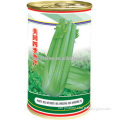 High Quality Celery Seed For Planting-American Four Season Celery